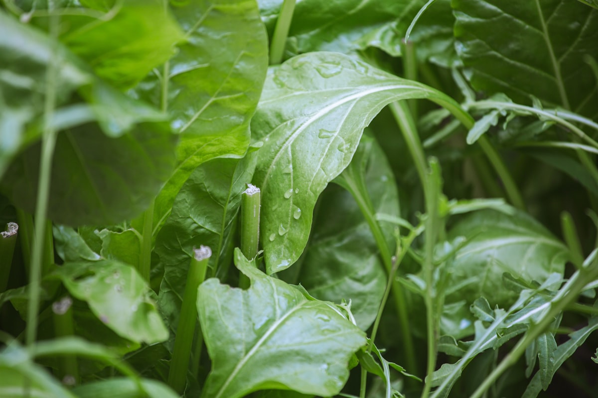 Szögletes paprika és citrom